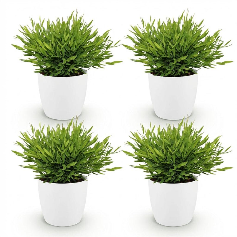 Green boutiQ - Kamerplant - Bamusa Pogonatherum Monica - Bamboegras - Huisdiervriendelijke Plant - Groen - 4 Planten - met Potter Wit - Pot 12cm - Hoogte 20cm