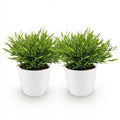 Green boutiQ - Zimmerpflanze - Bambusa Pogonatherum Monica - Bambusgras - Haustierfreundliche Pflanze - Grün - 2 Pflanzen - mit Topf Weiß - Topf 12cm - Höhe 20cm
