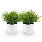 Green boutiQ - Zimmerpflanze - Bambusa Pogonatherum Monica - Bambusgras - Haustierfreundliche Pflanze - Grün - 2 Pflanzen - mit Topf Weiß - Topf 12cm - Höhe 20cm