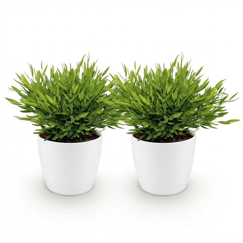 Green boutiQ - Kamerplant - Bamusa Pogonatherum Monica - Bamboegras - Huisdiervriendelijke Plant - Groen - 2 Planten - met Potter Wit - Pot 12cm - Hoogte 20cm