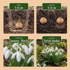 50x Galanthus Elwesii - Grand perce-neige - Blanc - Floraison printanière - Calibre 5/6