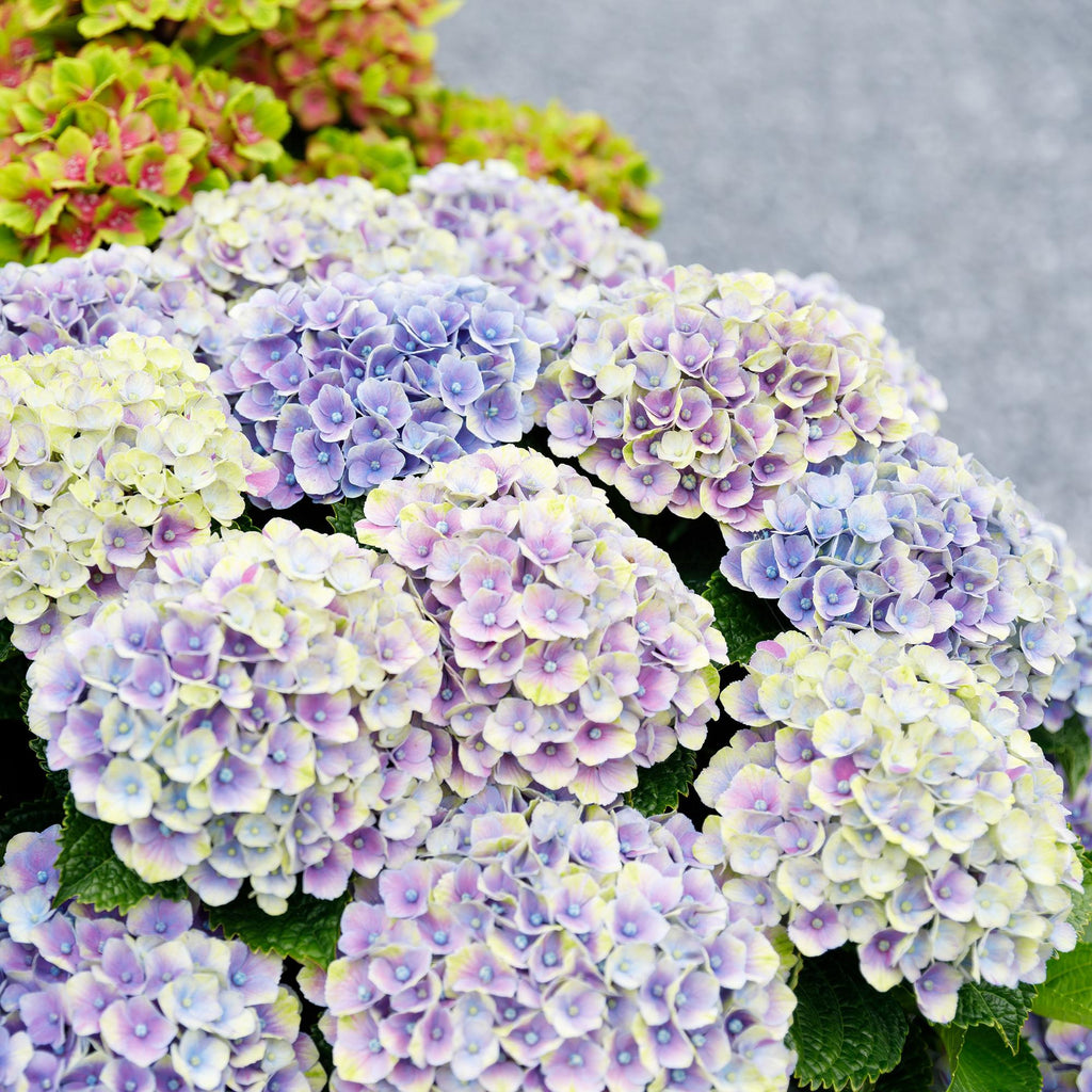 Green boutiQ - Terrassenpflanze - Hortensie - Hydrangea Magical Jewel Blue - Blau - 6-10 Blüten - 2 Pflanzen - Topf 23cm Höhe 55cm
