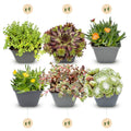 24x - Alpen-Mix - Ø 7 cm - ↕ 10-12 cm