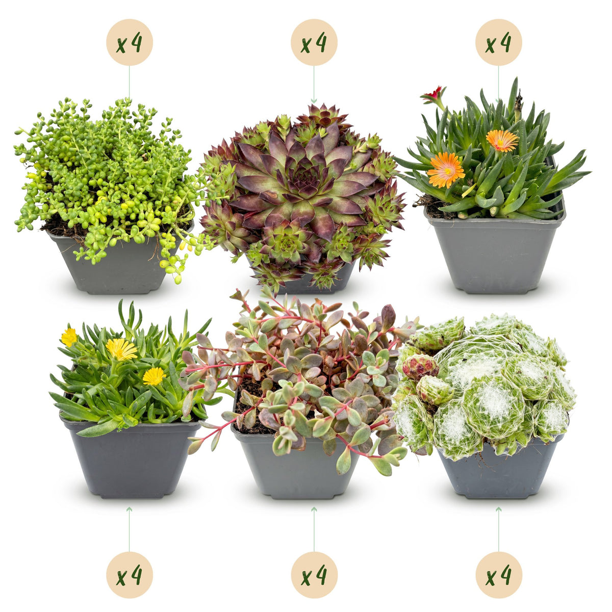 24x - Alpine mix - Ø7cm - ↕10-12cm