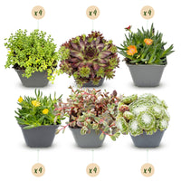 24x - Alpine mix - Ø7cm - ↕10-12cm