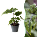 Alocasia Jacklyn - Jacklyn Elephant Ear - Green - Tropical - Ø6cm - ↕10cm
