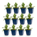 Green boutiQ - Stauden - Scabiosa col. Butterfly Blue - Tauben-Skabiose - Bienen- und Schmetterlingsmagnet - Violett - 12 Pflanzen - Topf 11cm - Höhe 15-25cm
