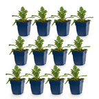 Green boutiQ - Stauden - Scabiosa col. Butterfly Blue - Tauben-Skabiose - Bienen- und Schmetterlingsmagnet - Violett - 12 Pflanzen - Topf 11cm - Höhe 15-25cm