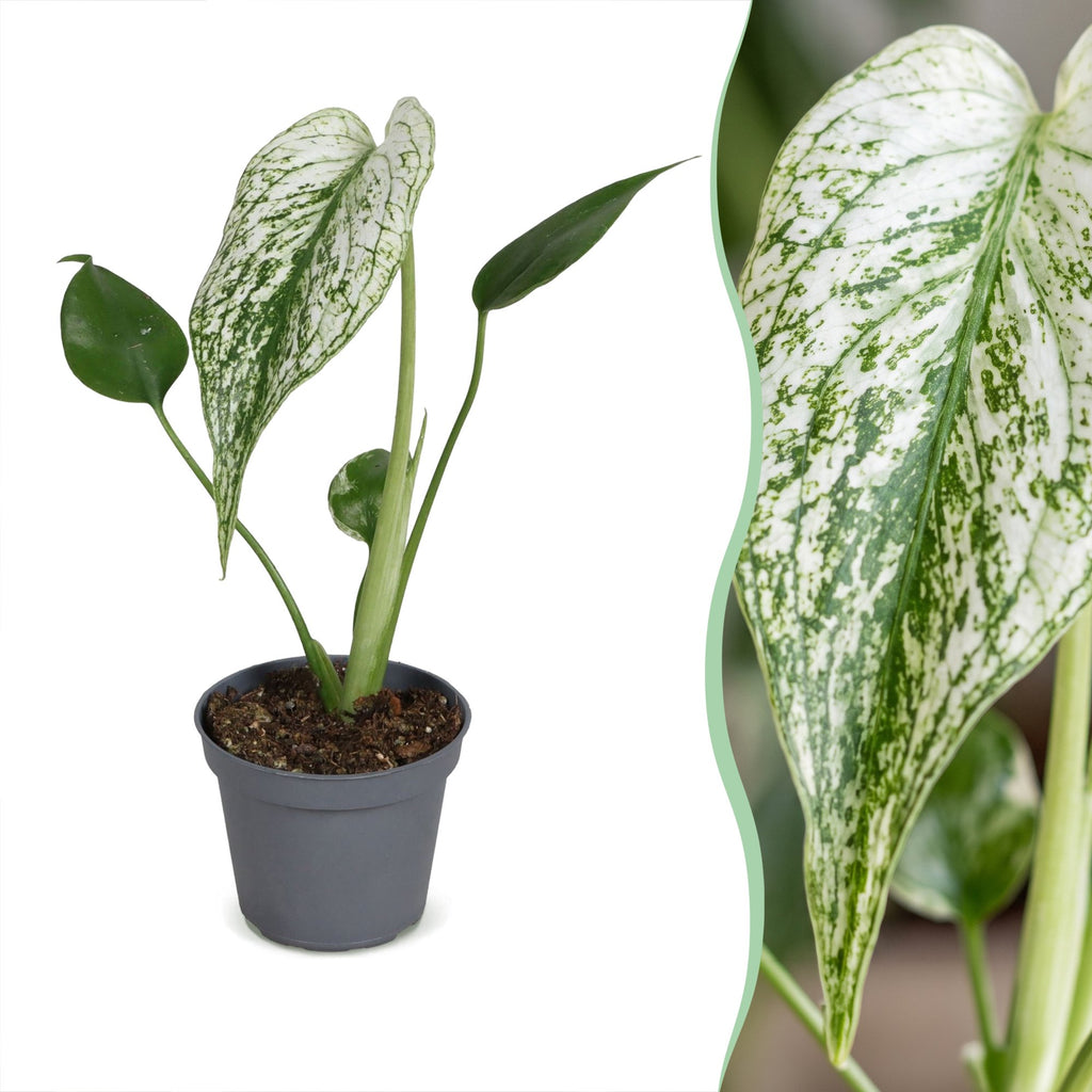 Monstera Devil Monster - Devil Monster Plant - Green - White - Tropical - Ø6cm - ↕18cm