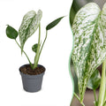 Monstera Devil Monster - Devil Monster Plant - Green - White - Tropical - Ø6cm - ↕18cm