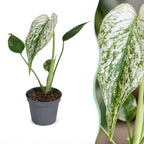 Monstera Devil Monster - Devil Monster Plant - Green - White - Tropical - Ø6cm - ↕18cm
