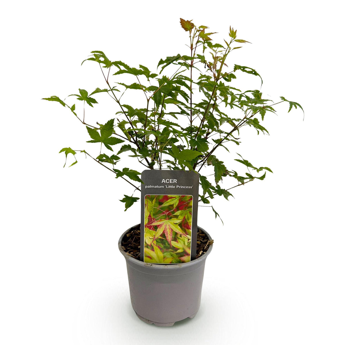 Green boutiQ - Plante de jardin - Acer palmatum Little Princess - Vert - 1 plante - Caduc - Entretien facile - Pot 12 cm Hauteur 35 cm