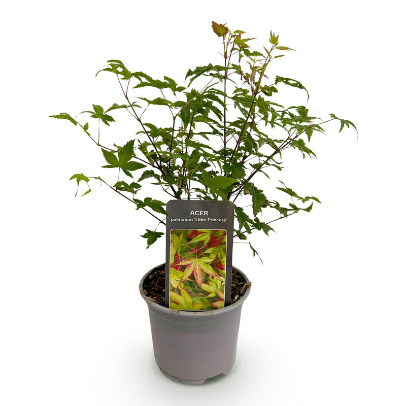 Green boutiQ - Tuinplant - Acer palmatum Little Princess - Groen - 1 Plant - Bladverliezend - Weinig Onderhoud - Pot 12cm Hoogte 35cm