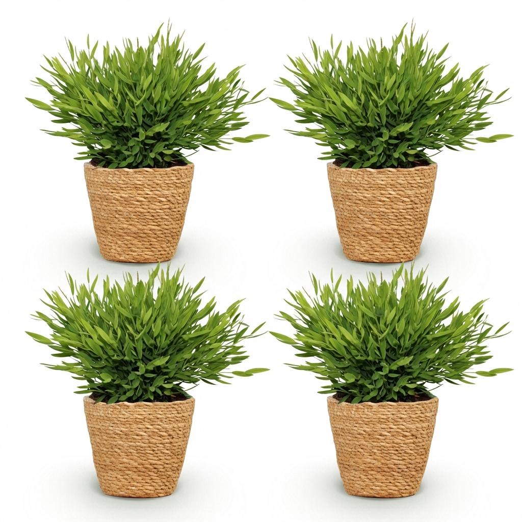 Green boutiQ - Zimmerpflanze - Bambusa Pogonatherum Monica - Bambusgras - Haustierfreundliche Pflanze - Grün - 4 Pflanzen - mit Korb - Topf 12cm - Höhe 20cm