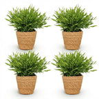 Green boutiQ - Zimmerpflanze - Bambusa Pogonatherum Monica - Bambusgras - Haustierfreundliche Pflanze - Grün - 4 Pflanzen - mit Korb - Topf 12cm - Höhe 20cm