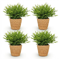 Green boutiQ - Kamerplant - Bamusa Pogonatherum Monica - Bamboegras - Huisdiervriendelijke Plant - Groen - 4 Planten - met Mand - Pot 12cm - Hoogte 20cm