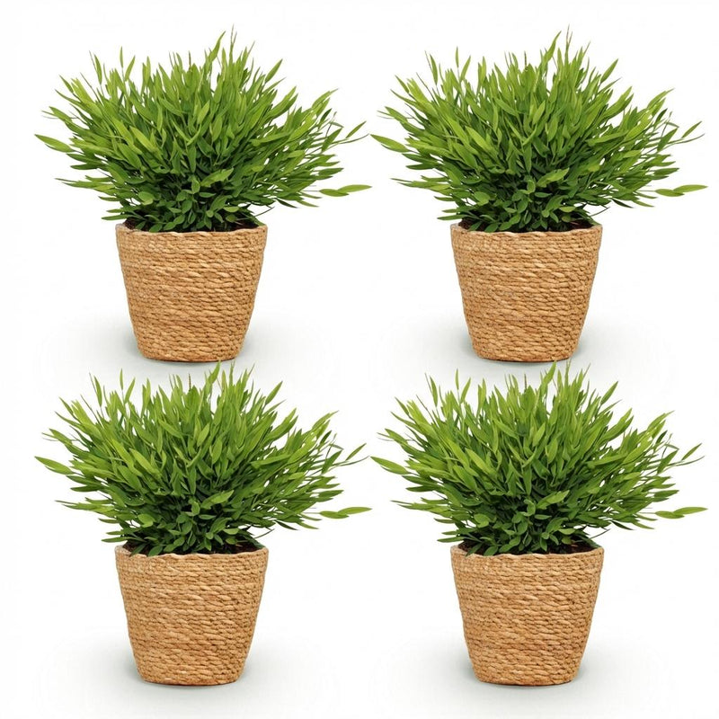 Green boutiQ - Kamerplant - Bamusa Pogonatherum Monica - Bamboegras - Huisdiervriendelijke Plant - Groen - 4 Planten - met Mand - Pot 12cm - Hoogte 20cm