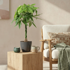 Green boutiQ - Zimmerpflanze - Glückskastanie - Pachira Aquatica - Grün - Pflegeleicht - 1 Pflanze - mit Topf Grau - Topf 21cm - Höhe 75 - 85cm