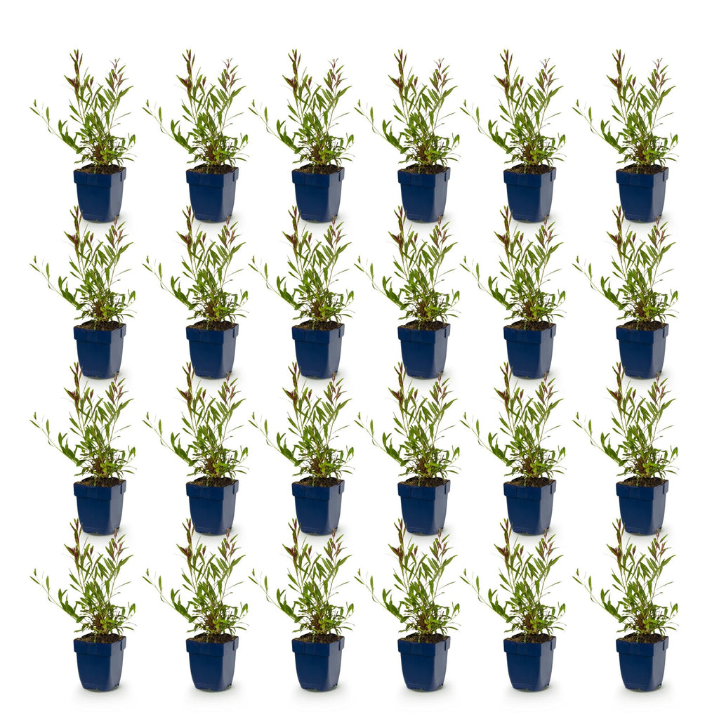 Green boutiQ - Stauden - Gaura lindh. Florgauros - Prachtkerze - Bienen- und Schmetterlingsmagneten - Rosa - 24 Pflanzen - Topf 11cm - Höhe 15-25cm