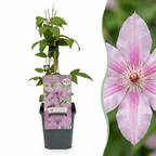 Clématite Hagley Hybrid - Clématite Hagley Hybrid - Rose - Plante grimpante - Ø9cm - ↕35cm