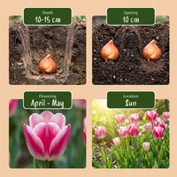 96x Tulipa Mata Hari - Mata Hari tulp - Roze en Wit - Voorjaarsbloeier - Bolmaat 11/12