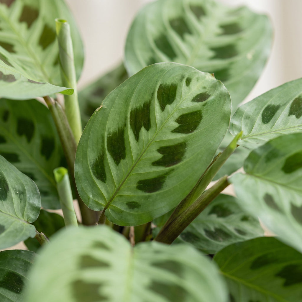Maranta leu. 'Kerchoveana' - Rabbit's foot plant - Green - Tropical - Ø6cm - ↕12cm