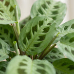 Maranta leu. 'Kerchoveana' - Rabbit's foot plant - Green - Tropical - Ø6cm - ↕12cm