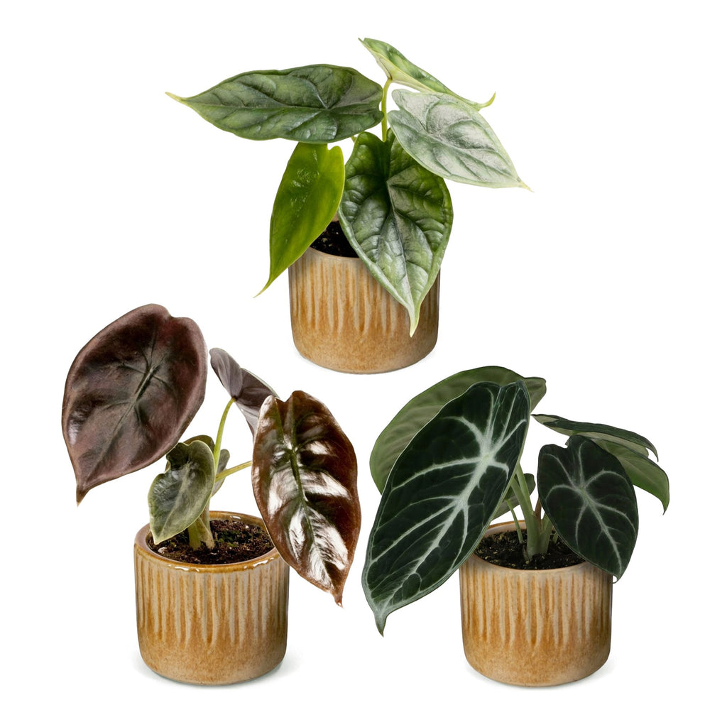 3x Baby Alocasia Tricolour - Red - Green - Black - Tropical - incl. Linnea Honey - Ø6cm - ↕12cm