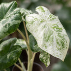 Alocasia Odora Variegata - Variegated Night-Scented Lily - Green - Variegata - Tropical - Ø6cm - ↕15cm