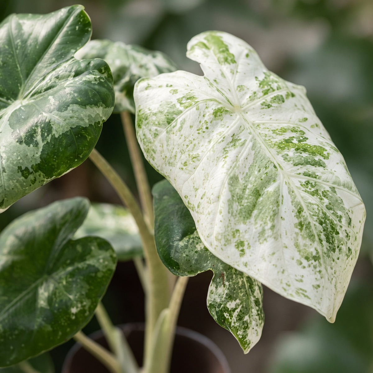 Alocasia Odora Variegata - Variegated Night-Scented Lily - Green - Variegata - Tropical - Ø6cm - ↕15cm