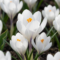 240x Crocus White - Witte krokus - Diversen - Verwilderingsbol - Bolmaat 7/8
