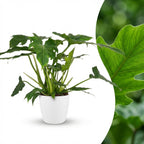 Green boutiQ - Plante d'intérieur - Philodendron - Philodendron Lacerum - Vert - Entretien facile - 1 Plante - avec Pot Blanc - Pot 19cm - Hauteur 65cm