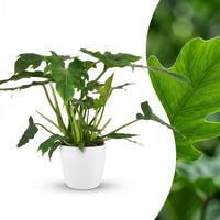 Green boutiQ - Kamerplant - Philodendron - Philodendron Lacerum - Groen - Weinig onderhoud - 1 Plant - met Potter Wit - Pot 19cm - Hoogte 65cm