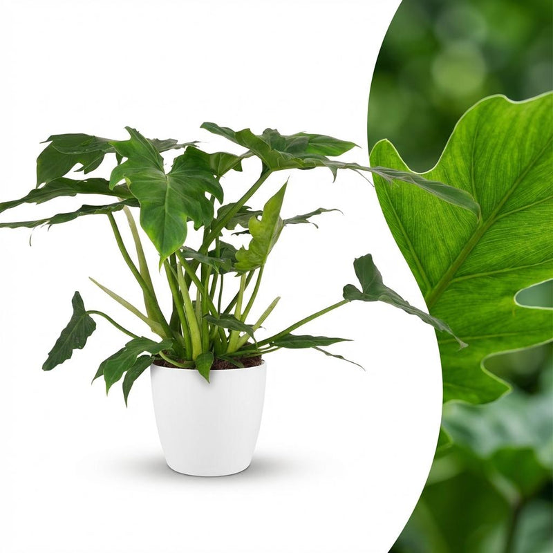 Green boutiQ - Kamerplant - Philodendron - Philodendron Lacerum - Groen - Weinig onderhoud - 1 Plant - met Potter Wit - Pot 19cm - Hoogte 65cm
