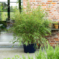 Green boutiQ - Grassen - Fargesia Rufa - Niet Woekerende Bamboe - Bladhoudend - Groen - 1 Plant - Pot 23 cm - Hoogte 80 cm