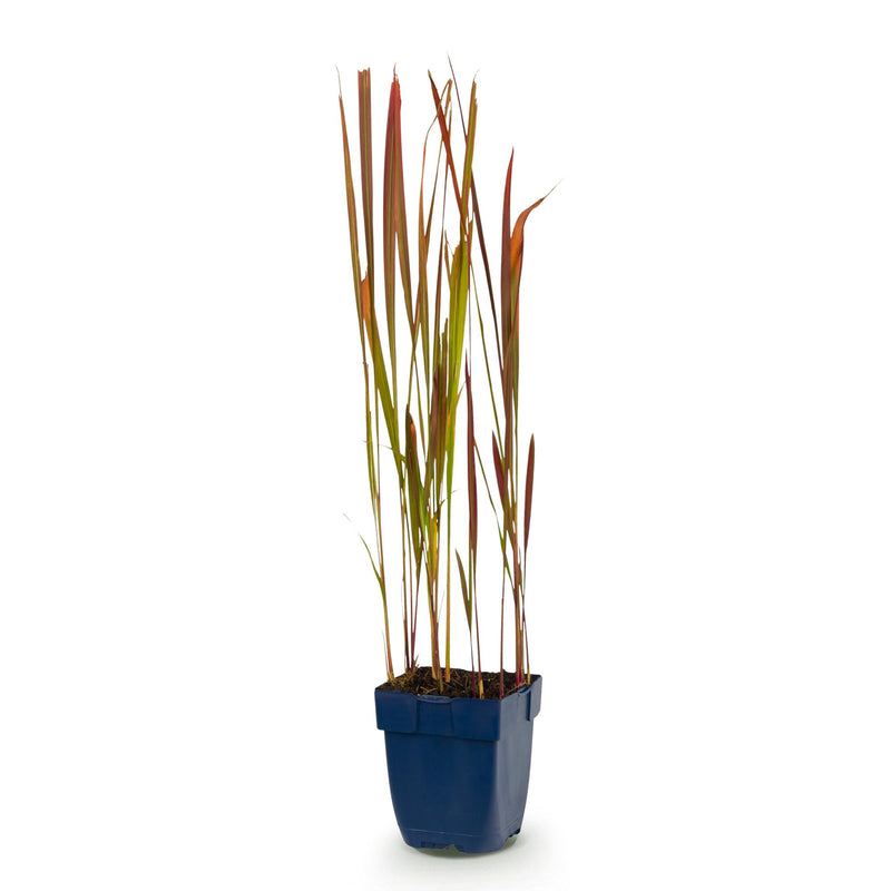 Green boutiQ - Grassen - Imperata cylindrica Red Baron - Japans bloedgras - Rode uitlopers - Rood - 1 Plant - Pot 11cm - Hoogte 15-25cm