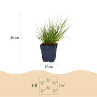 Green boutiQ - Grasses - Panicum virg. Northwind - Prairie Grain - With Plume - Green - 6 Plants - Pot 11cm - Height 15-25cm