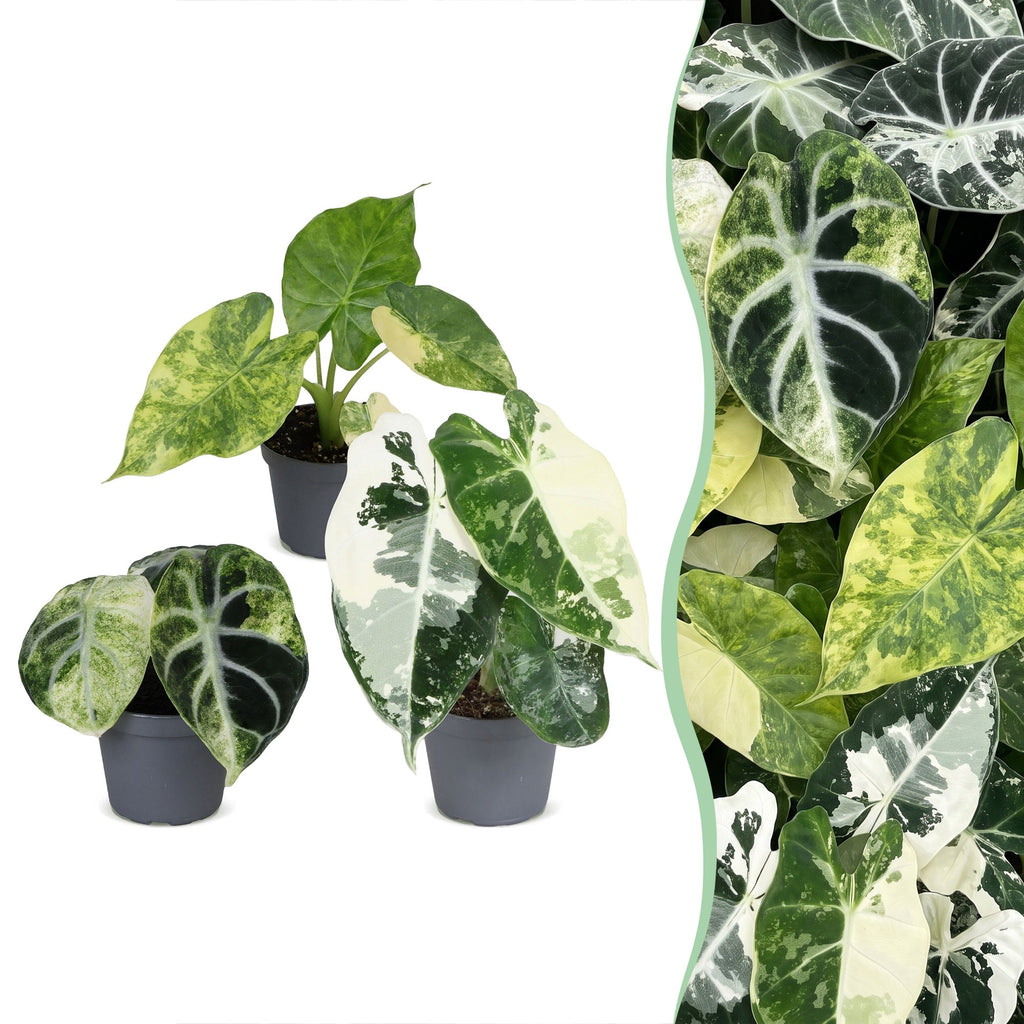 3x Baby Alocasia Tricolour Variegata - Green - Black - Variegata - Tropical - Ø6cm - ↕5-15cm
