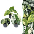 3x Baby Alocasia Tricolour Variegata - Green - Black - Variegata - Tropical - Ø6cm - ↕5-15cm