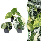 3x Baby Alocasia Tricolour Variegata - Green - Black - Variegata - Tropical - Ø6cm - ↕5-15cm