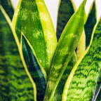 Green BoutiQ - Le vert, c'est... Plantes d'intérieur - Sansevieria Laurentii - Langue de belle-mère - Peu d'entretien - avec panier - Vert - 2 Plantes - Pot 17cm - Hauteur 60-70cm