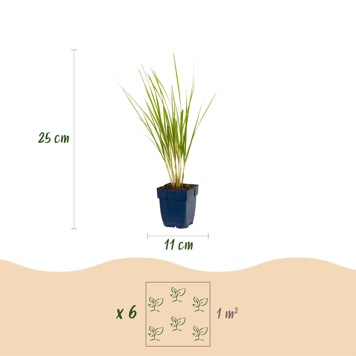 Green boutiQ - Graminées - Calamagrostis Karl Foerster - Roseau des bois - Avec plumet - Vert - 1 plante - Pot 11 cm - Hauteur 15-25 cm