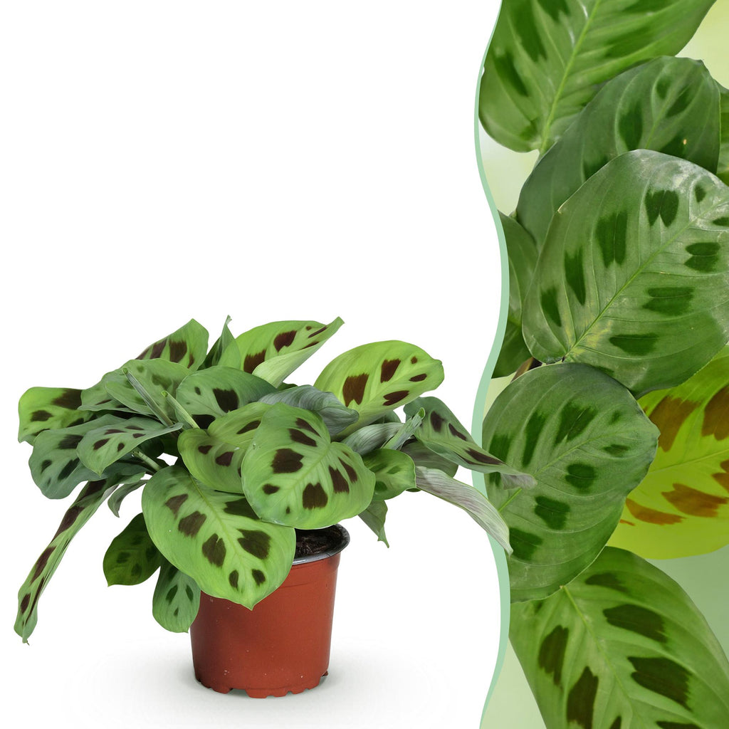 Green boutiQ - Kamerplant - Maranta Fascinator Kerchoveana - Zebraplant - Huisdiervriendelijke Plant - Groen - 1 Plant - Pot 12cm - Hoogte 25cm