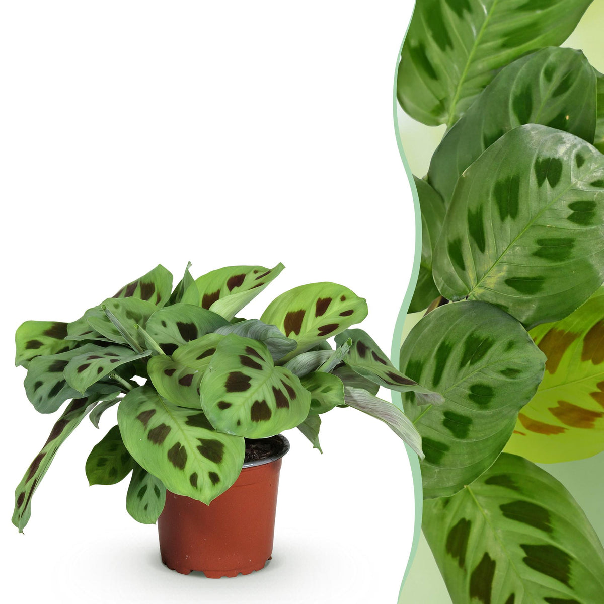 Green boutiQ - Kamerplant - Maranta Fascinator Kerchoveana - Zebraplant - Huisdiervriendelijke Plant - Groen - 1 Plant - Pot 12cm - Hoogte 25cm