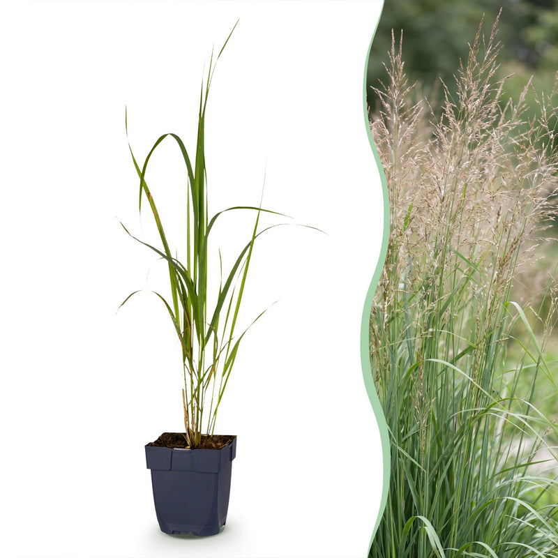 Green boutiQ - Grassen - Molinia arund. Karl Foerster - Pijpestrootje - Met Pluim - Groen - 12 Planten - Pot 11cm - Hoogte 15-25cm