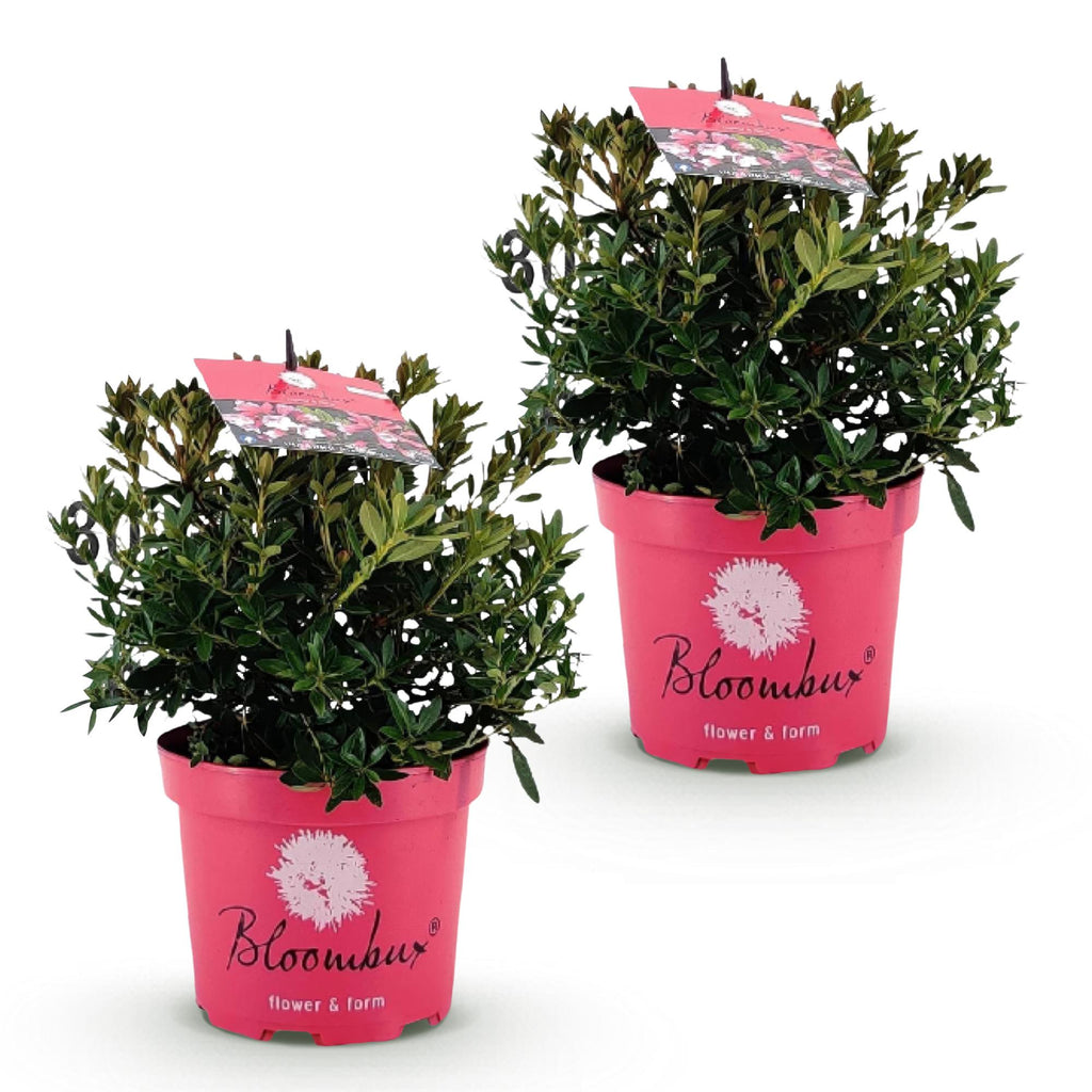 Green boutiQ - Rhododendron nain - Rhododendron Bloombux Magenta - Buis fleuri - Peu d'entretien - Fleur rose - 2 plantes - Pot 17cm - Hauteur 30-40cm
