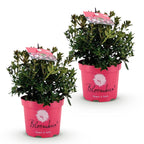 Green boutiQ - Rhododendron nain - Rhododendron Bloombux Magenta - Buis fleuri - Peu d'entretien - Fleur rose - 2 plantes - Pot 17cm - Hauteur 30-40cm