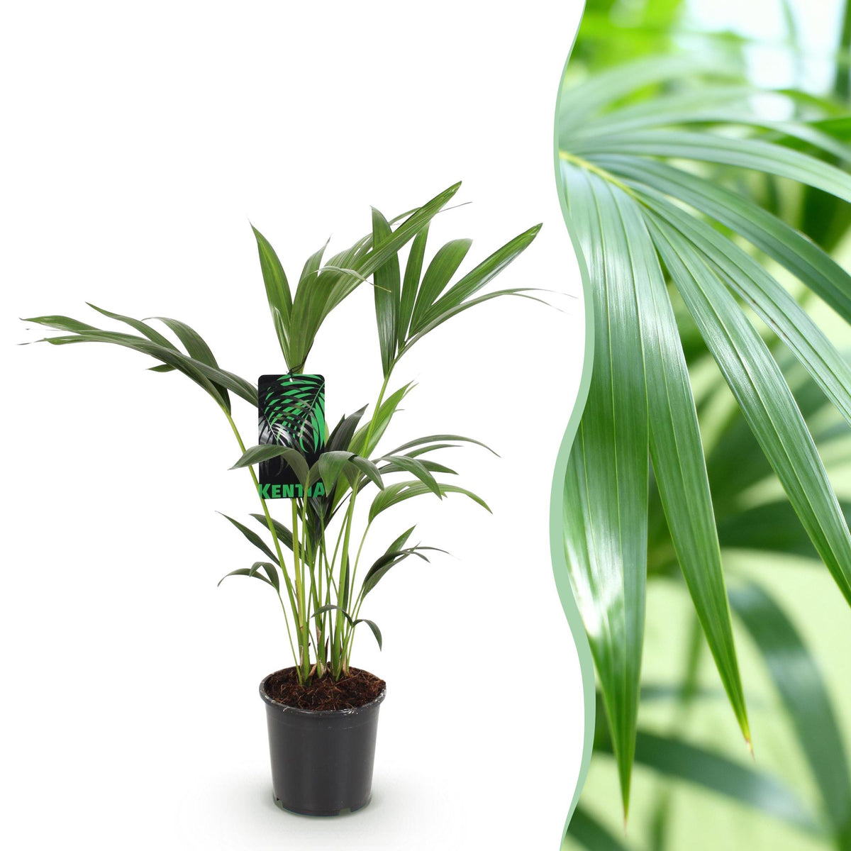 Green boutiQ - Plante d'intérieur - Howea Forsteriana - Palmier Kentia - Entretien facile - Vert - 1 plante - Pot 17cm - Hauteur 70-75cm
