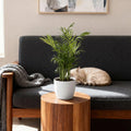 Green boutiQ - Zimmerpflanze - Chamaedorea elegans - Bergpalme - Haustierfreundliche Pflanze - Grün - 2 Pflanzen - mit Topf Weiß - Topf 12cm - Höhe 15cm
