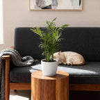Green boutiQ - Zimmerpflanze - Chamaedorea elegans - Bergpalme - Haustierfreundliche Pflanze - Grün - 2 Pflanzen - mit Topf Weiß - Topf 12cm - Höhe 15cm